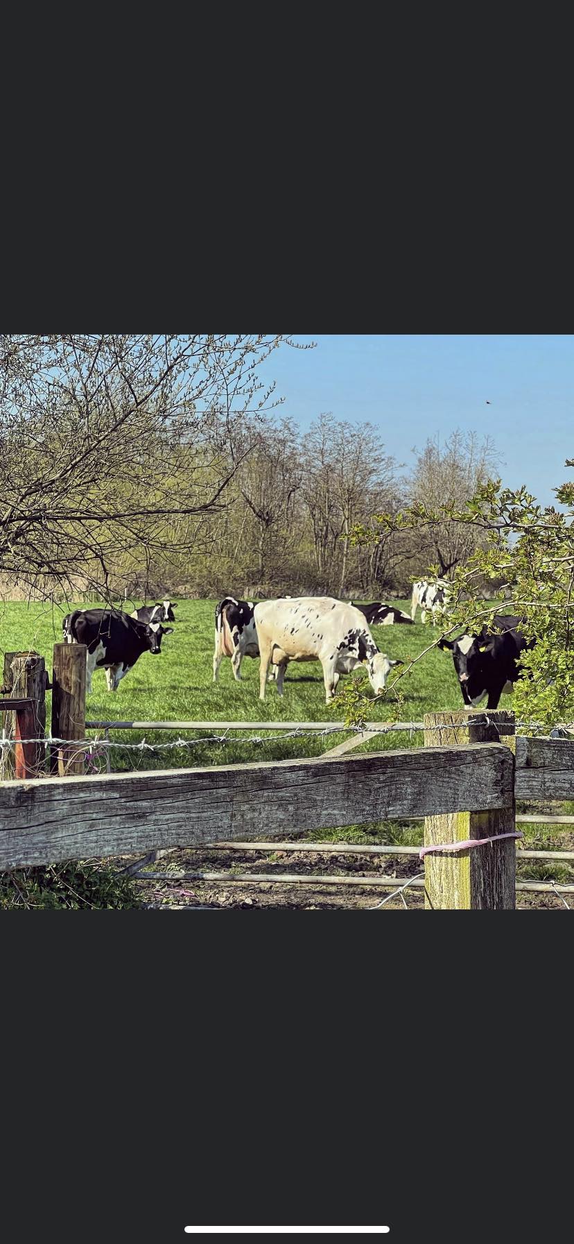 cowsinfield